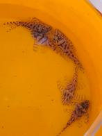 L236 SW +/- 5cm (beperkt aantal), Dieren en Toebehoren, Kreeft, Krab of Garnaal