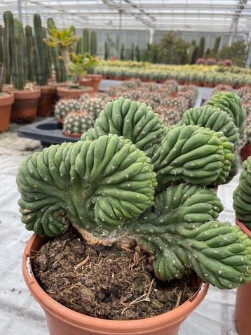 Cactus Tricocereus Pachanoi( San Pedro) Cristaten 17 cm pot. beschikbaar voor biedingen