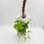 Vintage grote glazen hangbol | Glazen plantenhanger met touw, Ophalen of Verzenden, Huis en Inrichting