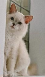 Ragdoll kitten katertje | beschikbaar, Dieren en Toebehoren, Poes