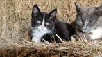 Lieve kittens, Dieren en Toebehoren, Katten en Kittens | Overige Katten, Meerdere dieren