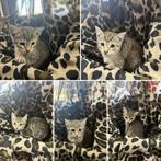 Mooie cyperse / tijger kittens te koop, Dieren en Toebehoren, Katten en Kittens | Overige Katten, Meerdere dieren