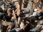 Kipjes genoeg!!!, Dieren en Toebehoren, Meerdere dieren, Kip