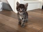 Katertje Siberische boskat X, Dieren en Toebehoren, Katten en Kittens | Raskatten | Langhaar, Kater, Ontwormd, 0 tot 2 jaar