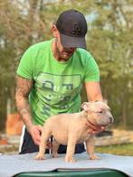 American Bully pocket pups, Particulier, Rabiës (hondsdolheid), 8 tot 15 weken, Buitenland