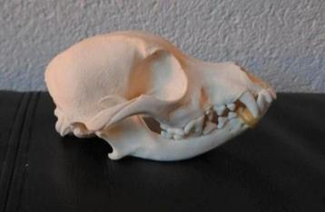 Schedel van een klein hondje - Taxidermie Dog Skull - Skelet beschikbaar voor biedingen