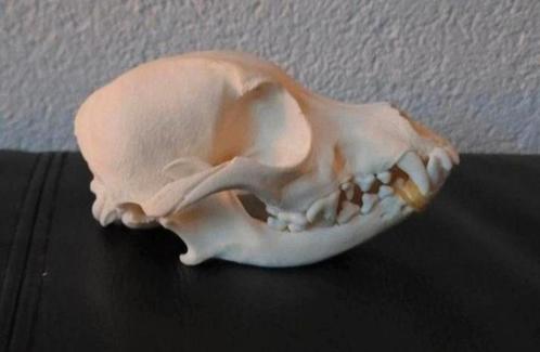 Schedel van een klein hondje - Taxidermie Dog Skull - Skelet, Verzamelen, Dierenverzamelingen, Zo goed als nieuw, Schedel, Hond of Kat