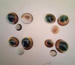 Operculum Chiva 's oog of matabia schelp "deurtje", Ophalen of Verzenden, Schelp(en)