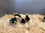 Kuifhoender (padua) baby kuikens hennetjes, gesekst, ingeënt, Dieren en Toebehoren, Pluimvee, Vrouwelijk, Kip