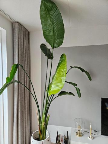 Strelitzia plant beschikbaar voor biedingen