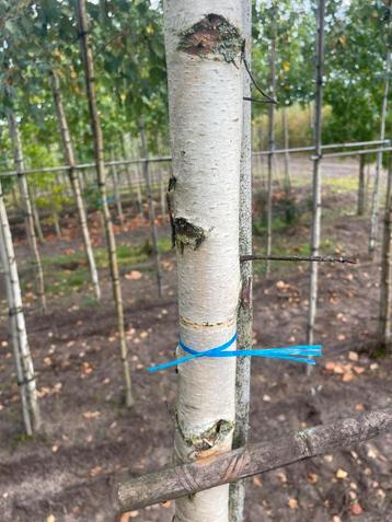 Xl bomen maat 14-16 cm foto nr 1 is 14-16 cm beschikbaar voor biedingen