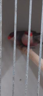 Twee koppels onverwante sint helena fazantjes, zitten koud, Dieren en Toebehoren, Vogels | Overige Vogels, Meerdere dieren