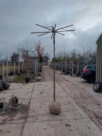 dakplataan parasolboom platanus hispanica dakboom, Tuin en Terras, Planten | Bomen, Dakboom, Ophalen