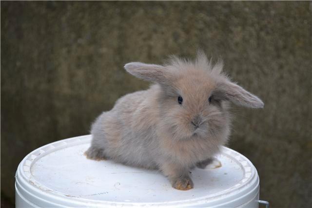 Dwergkonijntjes hangoortjes voskonijnen, Dieren en Toebehoren, Konijnen, Dwerg, Meerdere dieren, Hangoor