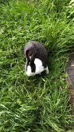 Mooi konijn, Vrouwelijk, Middelgroot, 0 tot 2 jaar