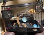 Ferplast knaagdierkooi groot, Dieren en Toebehoren, Kooi, Hamster, Zo goed als nieuw, Ophalen