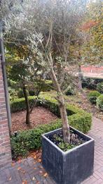 Olijfboom, Tuin en Terras, Planten | Bomen, Bloeit niet, Olijfboom, 250 tot 400 cm, Ophalen