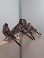 5-5 Ceres amadines, Dieren en Toebehoren, Vogels | Overige Vogels, Meerdere dieren, Tropenvogel, Geringd