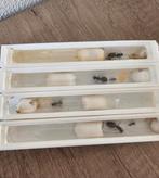 Messor Barbarus Incl anti schok nest. Nergens anders te koop, Dieren en Toebehoren, Insecten en Spinnen, Mieren