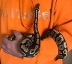 1.0 Spotnose Yellow Belly/asphalt, Dieren en Toebehoren, Reptielen en Amfibieën, Slang, Tam, 3 tot 6 jaar