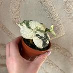 Alocasia melo variegata, Ophalen of Verzenden, Halfschaduw, Minder dan 100 cm
