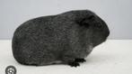 Zilveragouti cavia beer gezocht/ gevraagd, September, Mannelijk, Cavia