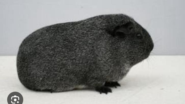Zilveragouti cavia beer gezocht/ gevraagd, Dieren en Toebehoren, Knaagdieren, Mannelijk, Cavia, September