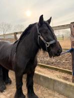 Sprookjesachtige brave 4 jarige Fell pony, B, Ruin, 3 tot 6 jaar, C pony (1.27m tot 1.37m)