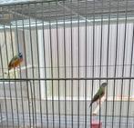 Indische nonpareil en prachtnonnen, Dieren en Toebehoren, Vogels | Overige Vogels, Meerdere dieren, Tropenvogel, Geringd