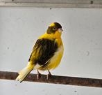 Border kanarie pop. 2024. Zit in buiten voliere., Dieren en Toebehoren, Vogels | Kanaries