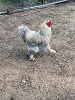Brahma Isabel, Dieren en Toebehoren, Pluimvee, Meerdere dieren, Kip
