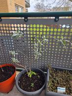 Vlinderstruik voor in de volle grond, Tuin en Terras, Planten | Tuinplanten, Volle zon, Vaste plant, Zomer, Ophalen