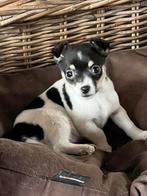 Jack russell pup, Dieren en Toebehoren, Parvo, Jack Russell Terriër, 8 tot 15 weken, Teef