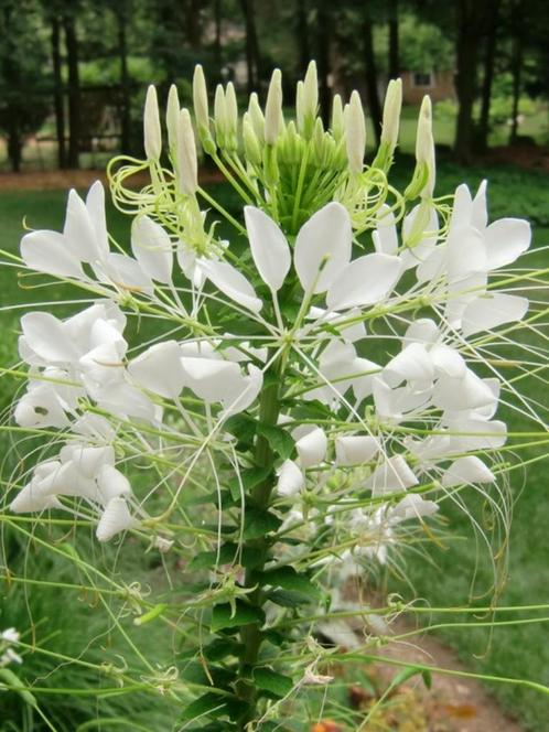 Zaden Cleome White Queen, Tuin en Terras, Bloembollen en Zaden, Zaad, Voorjaar, Volle zon, Verzenden