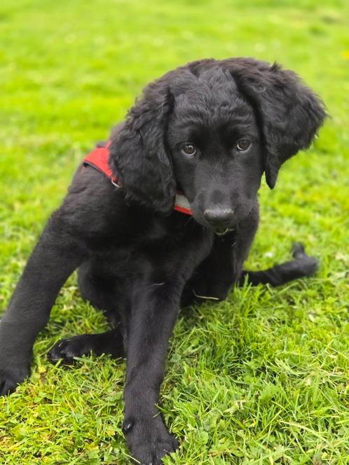 Labradoodle pup reu, Dieren en Toebehoren, Honden | Niet-rashonden, Middel, Reu, Particulier, Eén hond, Nederland, 8 tot 15 weken