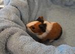 Cavia Zeugje 3 kleur, Dieren en Toebehoren, Knaagdieren, Augustus, Vrouwelijk, Cavia