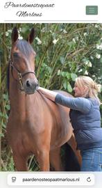 Behandeling osteopathie paard of pony., Ophalen, Sparrelaan 28, Rijswijk, Paardenosteopaat Marlous, Marlous_roodenrijs@hotmail.com