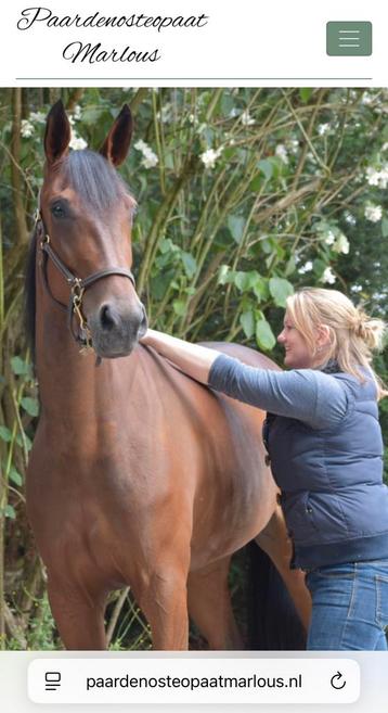 Behandeling osteopathie paard of pony. beschikbaar voor biedingen