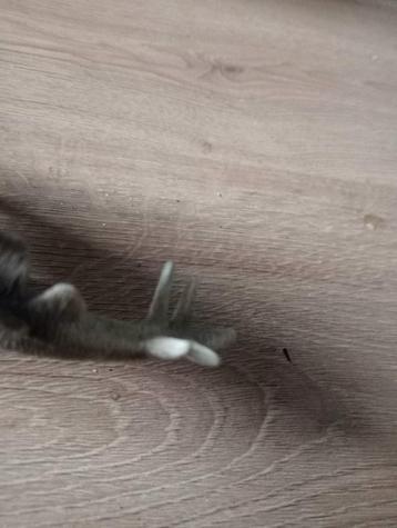 Schleich Stegosaurus beschikbaar voor biedingen