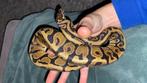 Python Regius Man Spotnose, Dieren en Toebehoren, Slang, 3 tot 6 jaar