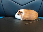 lieve handtamme babycavia beertje van 3 maanden evt Met kooi, Dieren en Toebehoren, Cavia, Mannelijk, Tam, September