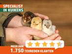 Wyandotte kriel kuiken | Gesekst en ingeënt | Passend advies, Dieren en Toebehoren, Pluimvee, Vrouwelijk, Kip