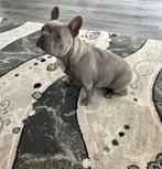 Franse bulldog Teefje, Dieren en Toebehoren, Rabiës (hondsdolheid), Teef, Bulldog, Eén hond