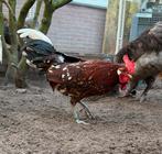 Boaz, Friese hoen roodbont, Dieren en Toebehoren, Pluimvee, Mannelijk, Kip