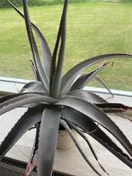 Agave 2x, Huis en Inrichting, Kamerplanten, Groene kamerplant, Ophalen, Overige soorten, Minder dan 100 cm
