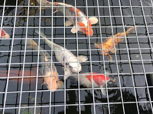 4 koi karpers te koop, Dieren en Toebehoren, Vissen | Vijvervissen, Karper of Koi