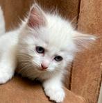 100% Ragdoll kittens, Meerdere dieren, Gechipt, 0 tot 2 jaar