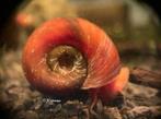 Roze posthoorn - ramshoorn slakken | Voor aquaria en vijver, Slak of Weekdier, Zoetwatervis