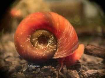 Roze posthoorn - ramshoorn slakken | Voor aquaria en vijver beschikbaar voor biedingen