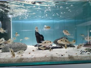 Geophagus sp. Bahia Red Cichliden beschikbaar voor biedingen